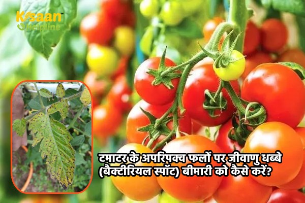 टमाटर के अपरिपक्व फलों पर जीवाणु धब्बे (बैक्टीरियल स्पॉट) बीमारी को कैसे करें?